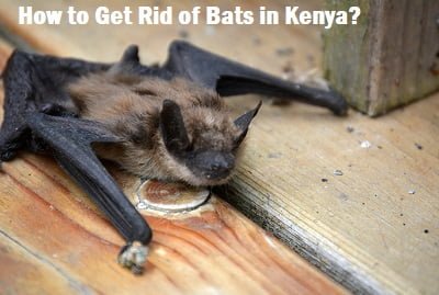 bats and how to get rid of bats in Kenya?