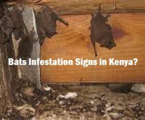 Bats Infestation Signs in Kenya?