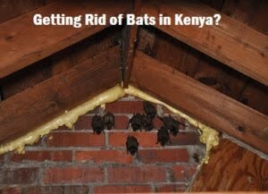 Getting rid of bats in Kenya?