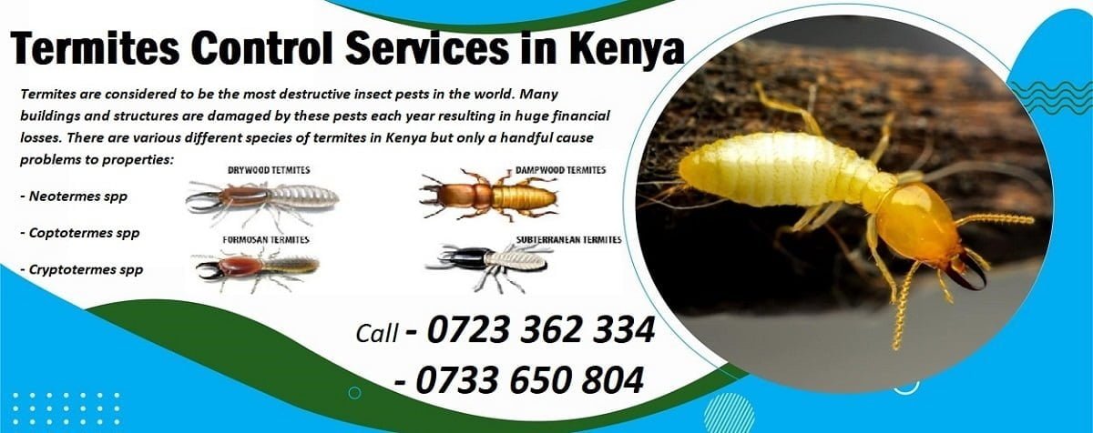 termites control services in Kenya