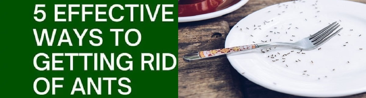 Ants Effective Ways To Getting Rid Of Ants in Kenya