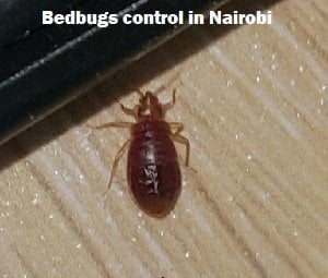 Bedbugs control in Nairobi