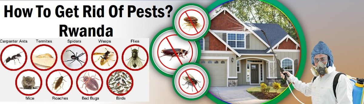How to get rid of pests in Rwanda Kigali?