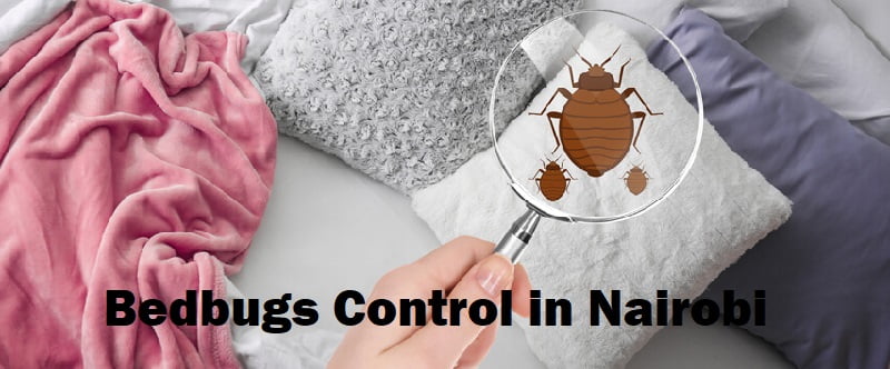 Bedbugs control in Nairobi