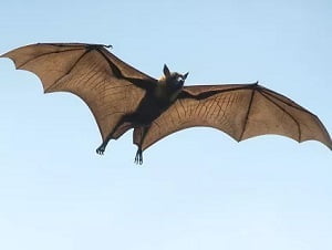 getting rid of pests in Kenya