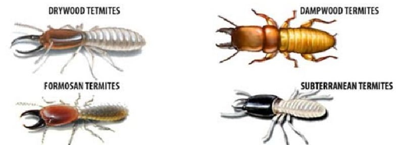 Termites control in Nairobi