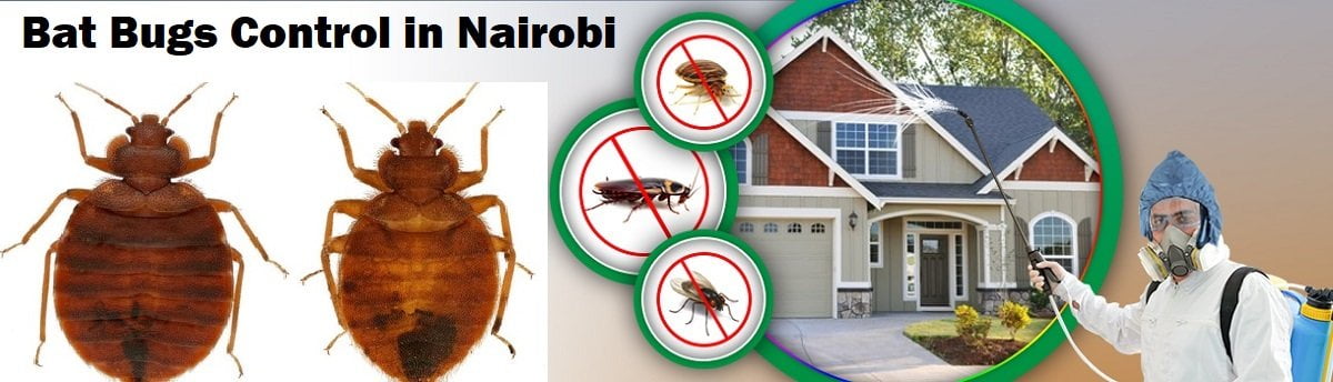 Bat bugs control in Nairobi