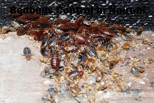 Bedbugs control in Nairobi