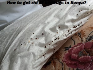 Bedbugs & how to get rid of bedbugs in Kenya?