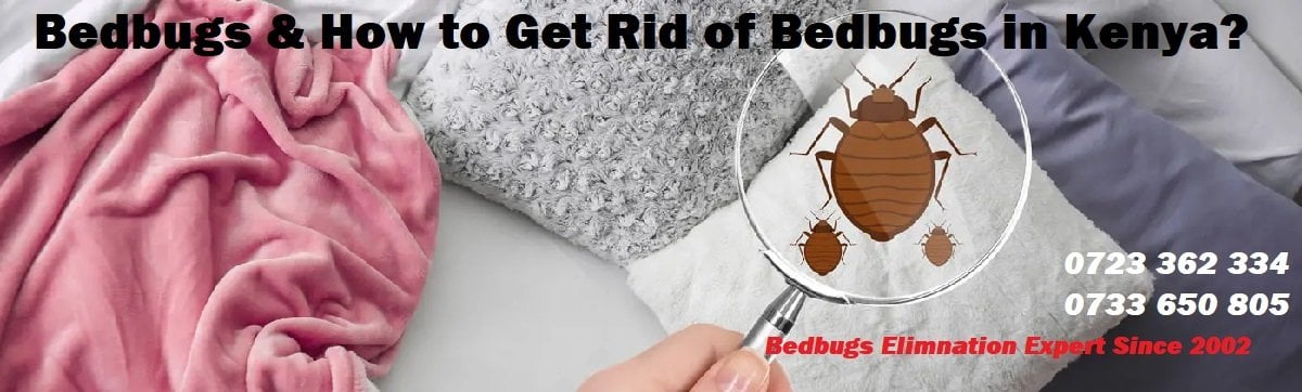 Bedbugs & how to get rid of bedbugs in Kenya?
