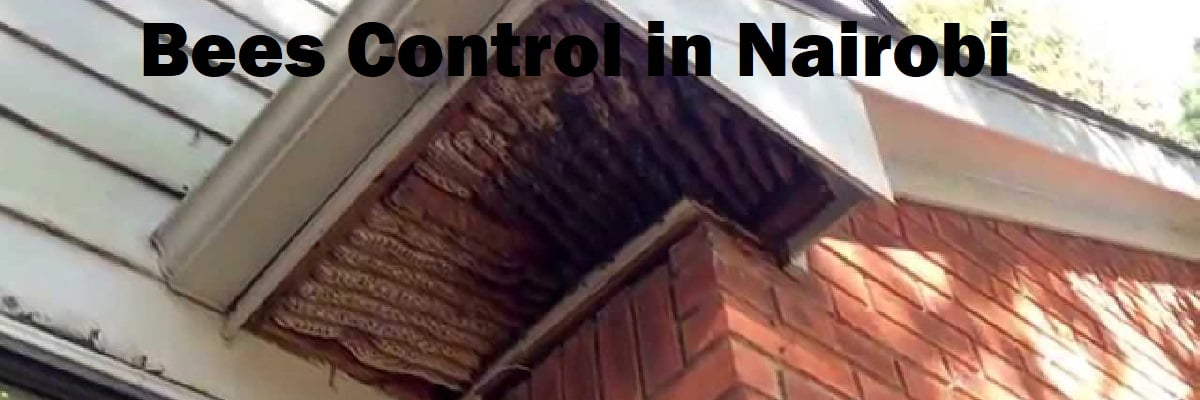 Bees control in Nairobi bee
