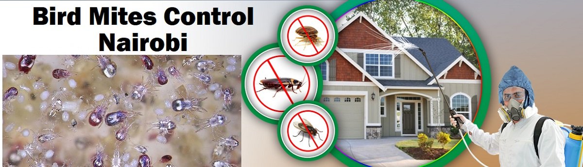 Bird mites control in Nairobi