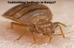 Controlling bedbugs in Kenya?