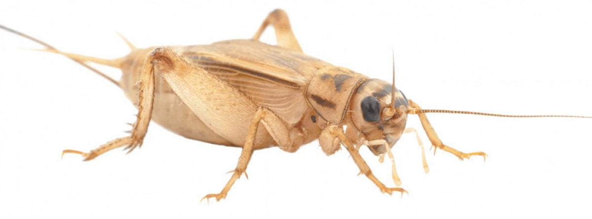 Crickets control in Kenya Cricket