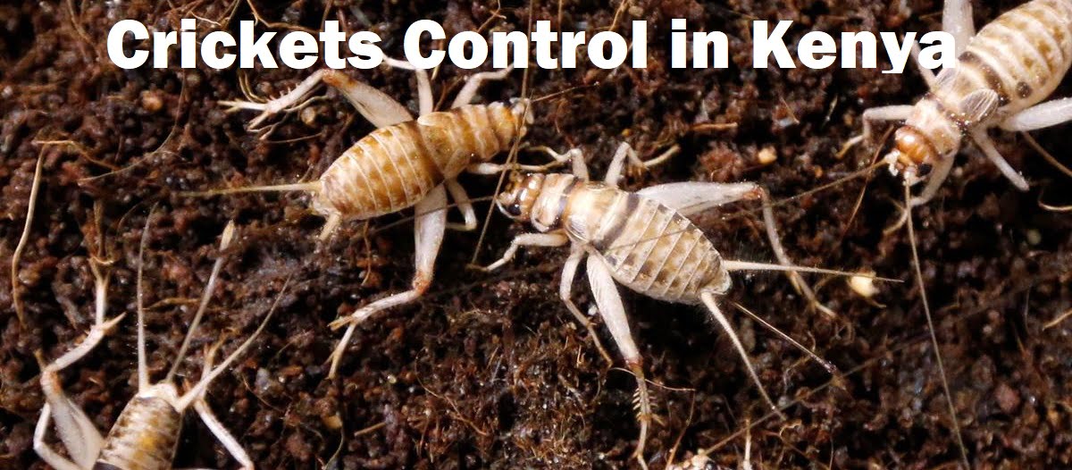 Crickets control services in Kenya