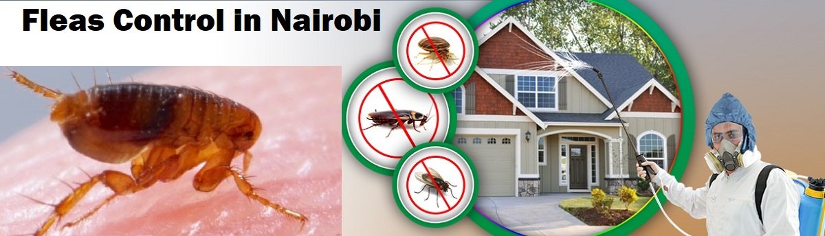 Fleas control services in Nairobi