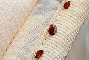 How to get rid of bed bugs in Kenya?