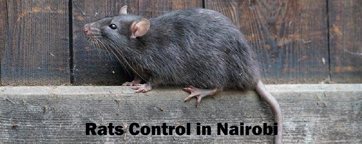 Rats control in Nairobi