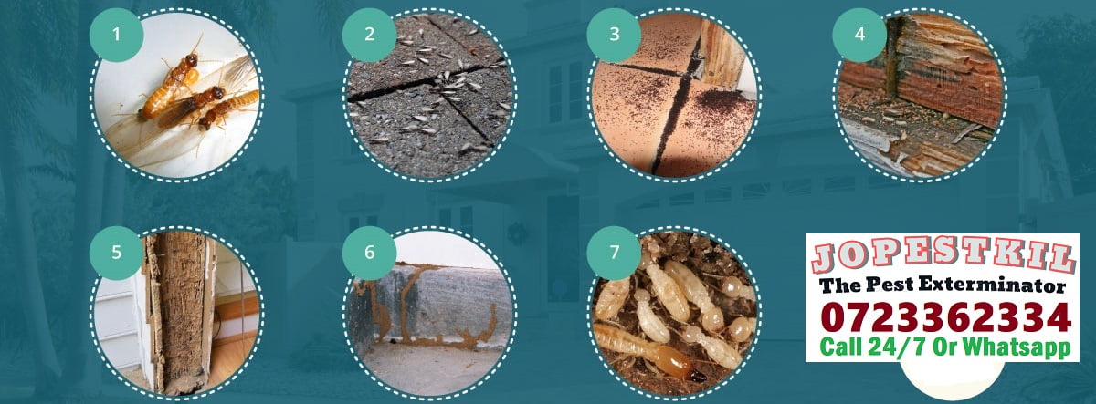 Signs of pest infestation in Kenya bugs