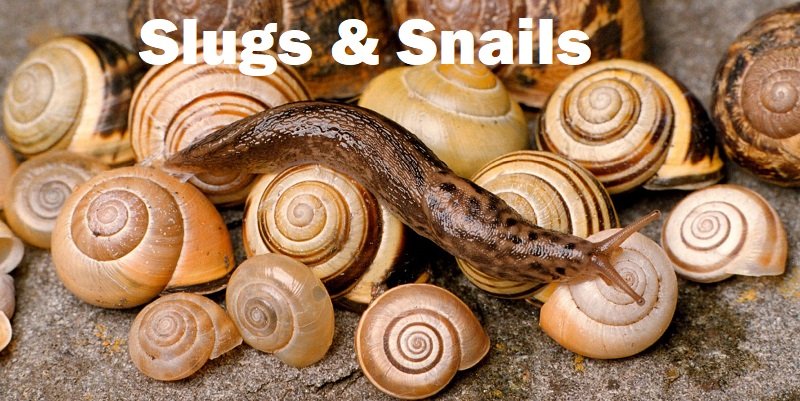 Slugs & snails control services in Kenya Slugs & snails control services in Kenya