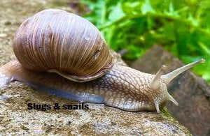 Slugs & snails control in Kenya Slugs & snails control in Kenya