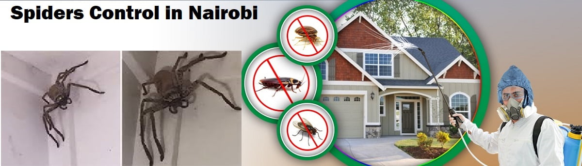 Spiders control services Nairobi
