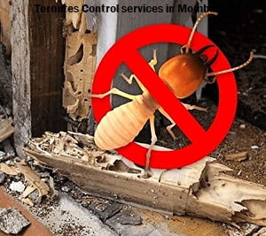 Termites control services in Nairobi