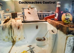 Cockroaches control in Nairobi