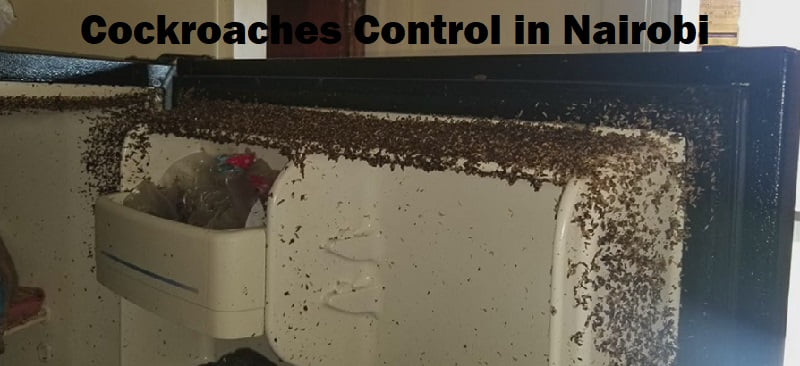 Cockroaches control services in Nairobi