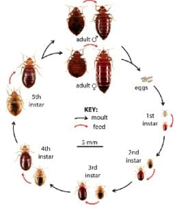 Bedbugs & how to get rid of bedbugs in Kenya?