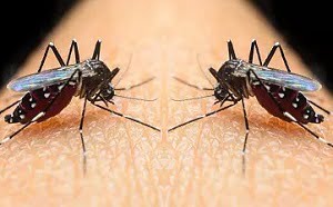 Cost of fumigation services in Nairobi Kenya