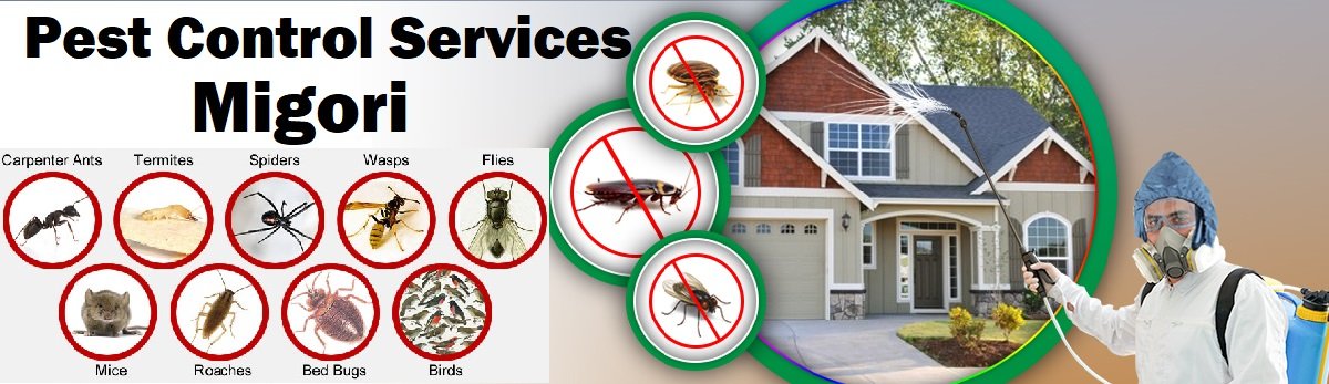 Fumigation & pest control services in Migori