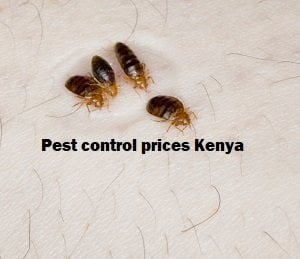 Pest control prices Kenya