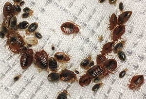 Prices of pest control services in Nairobi Kenya