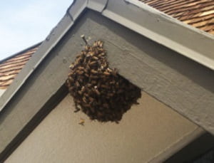 Prices of pest extermination services in Nairobi Kenya