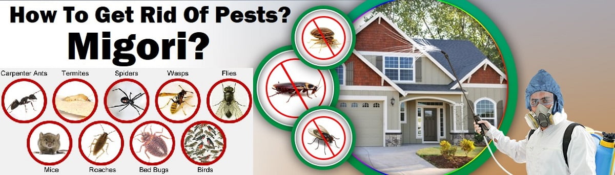 How to get rid of pests in Migori Kenya?