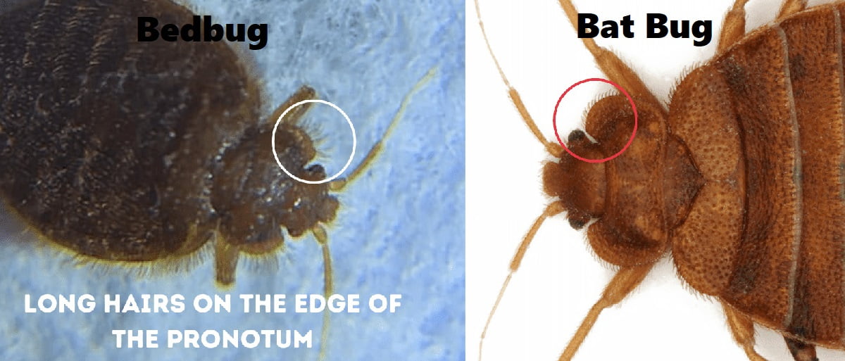 Bat bugs and how to get rid of bat bugs in Kenya?