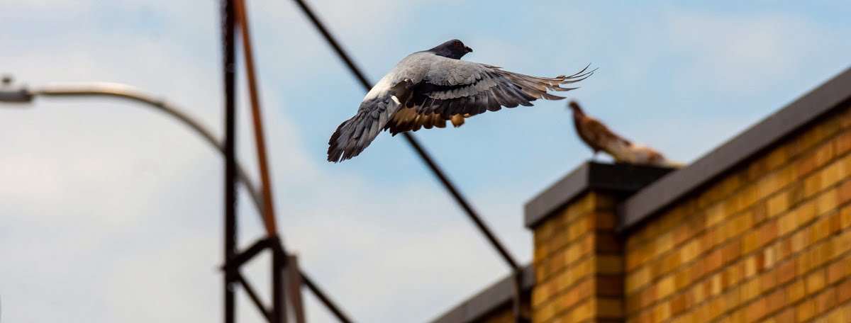 How to get rid of birds in Kenya?