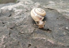 Snails & slugs Snails & slugs