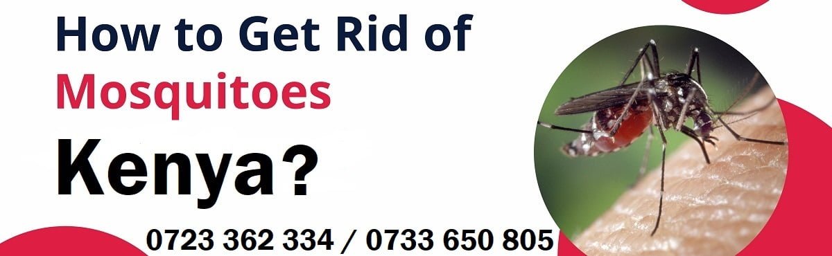 How to Get Rid of Mosquitoes in Kenya?