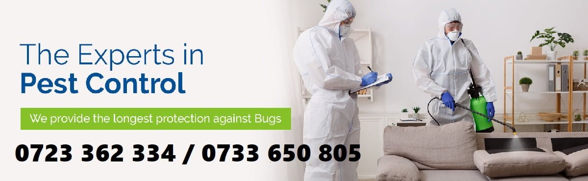 Fumigation & pest control services in Sotik