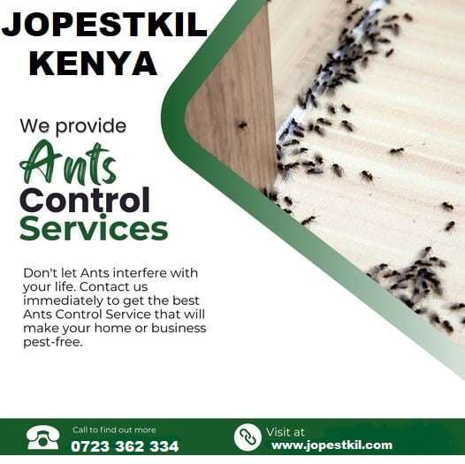 Ants Control Services in Kenya