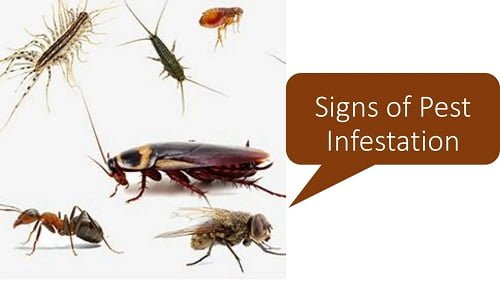 Signs of Pest Infestation in Kenya