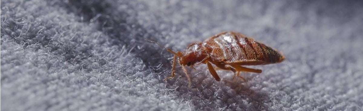 Bedbugs control services in Meru