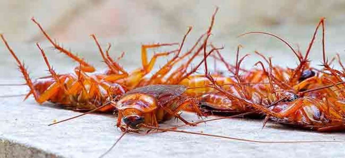 Cockroaches control in Thika
