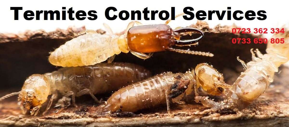 Termites control services