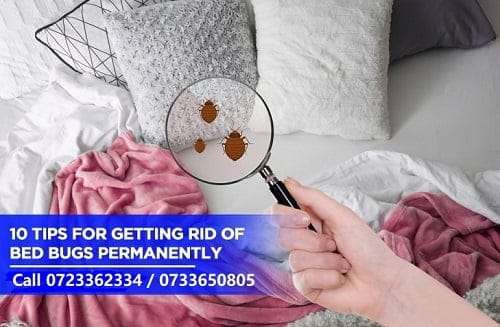 Getting rid of bedbugs permanently in Kenya?