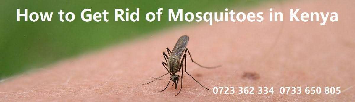 How to get rid of mosquitoes in Kenya