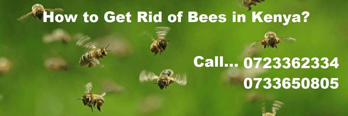 How to get rid of bees fast in Kenya