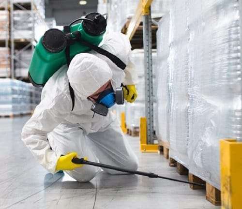 Pest control in Kenya